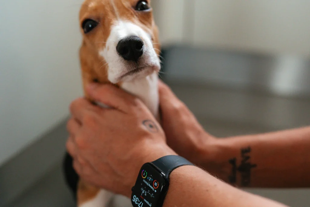 Hands gently holding a beagle puppy while it is measured