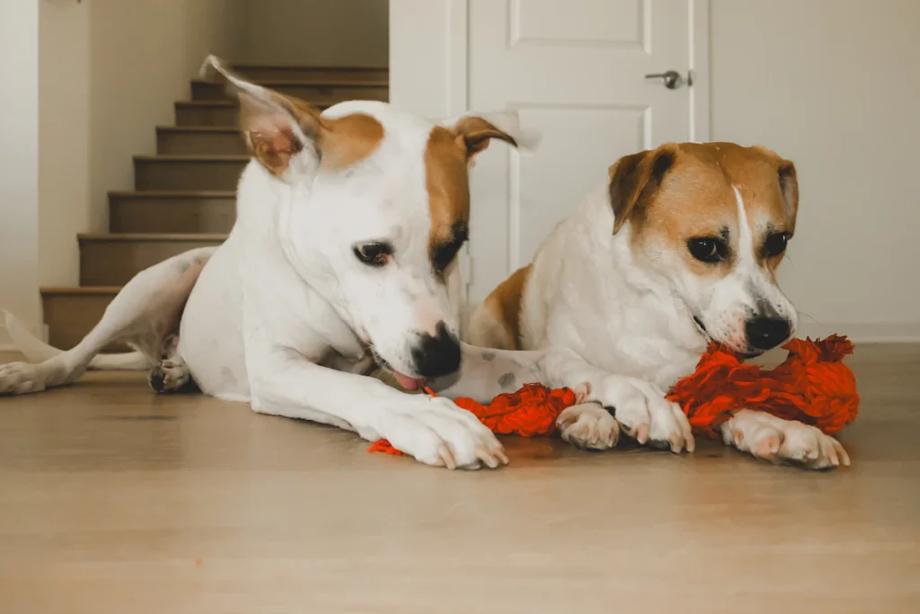 Two puppies lying on the floor sharing a toy