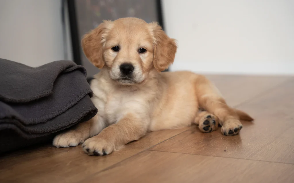 Golden retriever puppy resting on a wooden floor at home