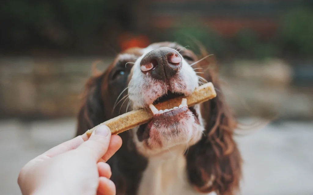 Spaniel taking a chew stick from a person’s hand